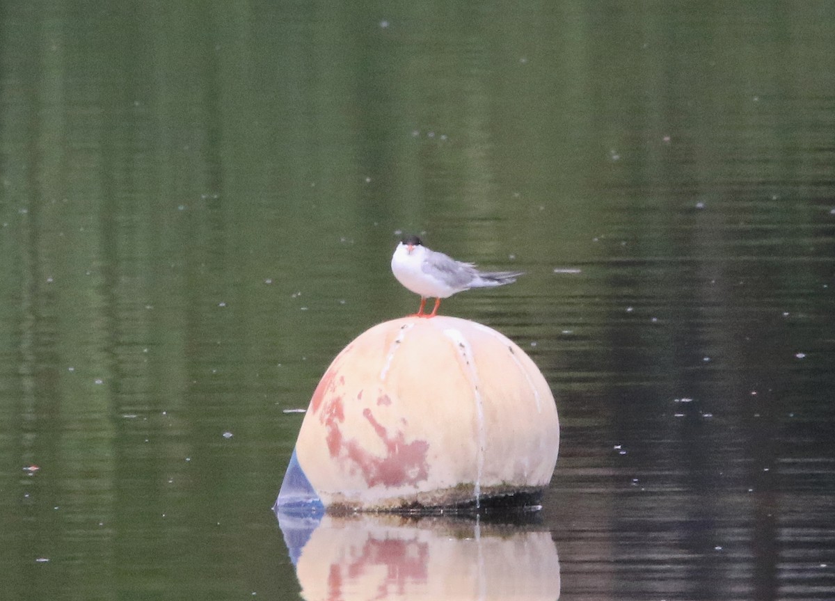Forster's Tern - ML638904818