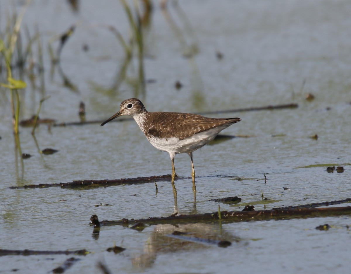 Solitary Sandpiper - ML638904830