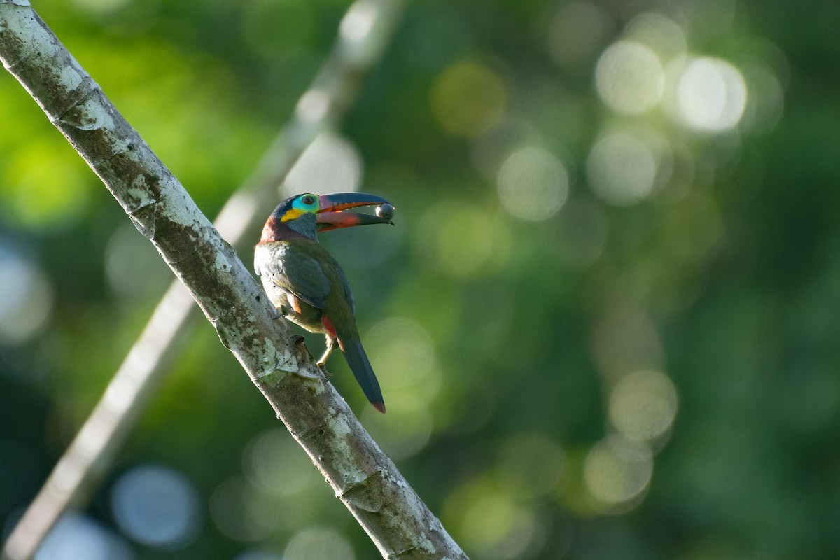 Guianan Toucanet - ML638904879
