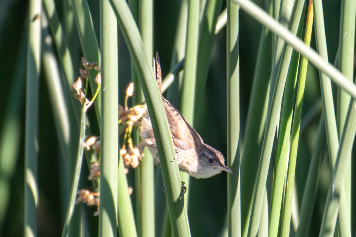 Marsh Wren - ML638904921
