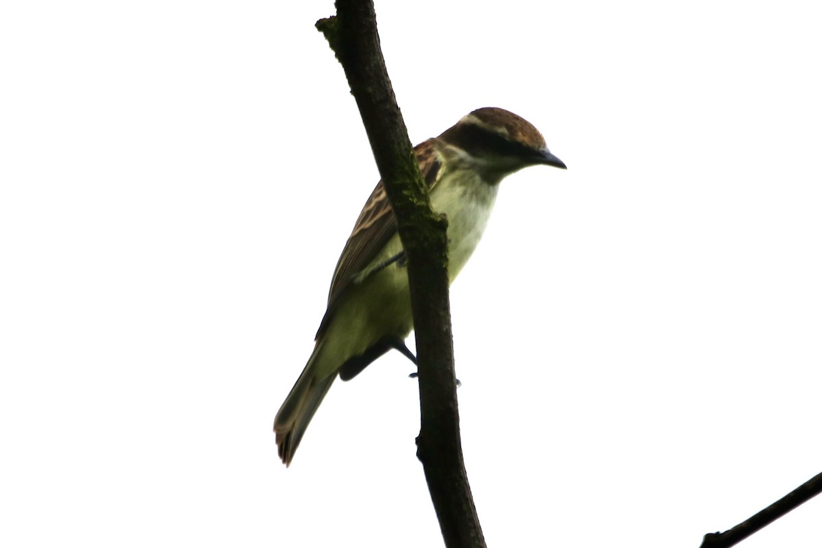 Piratic Flycatcher - ML638904937