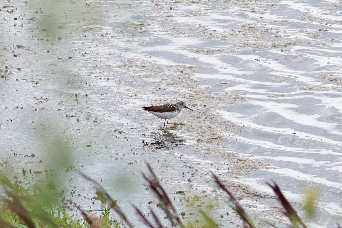 Green Sandpiper - ML638904948