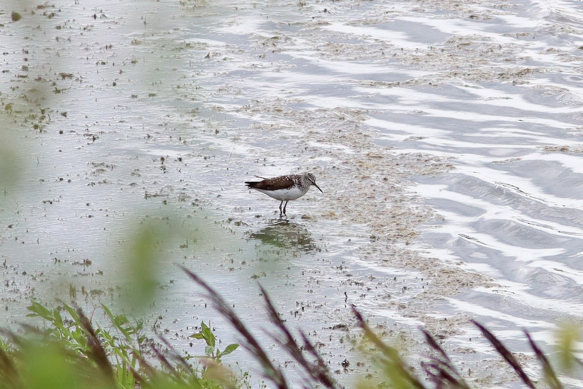 Green Sandpiper - ML638904949