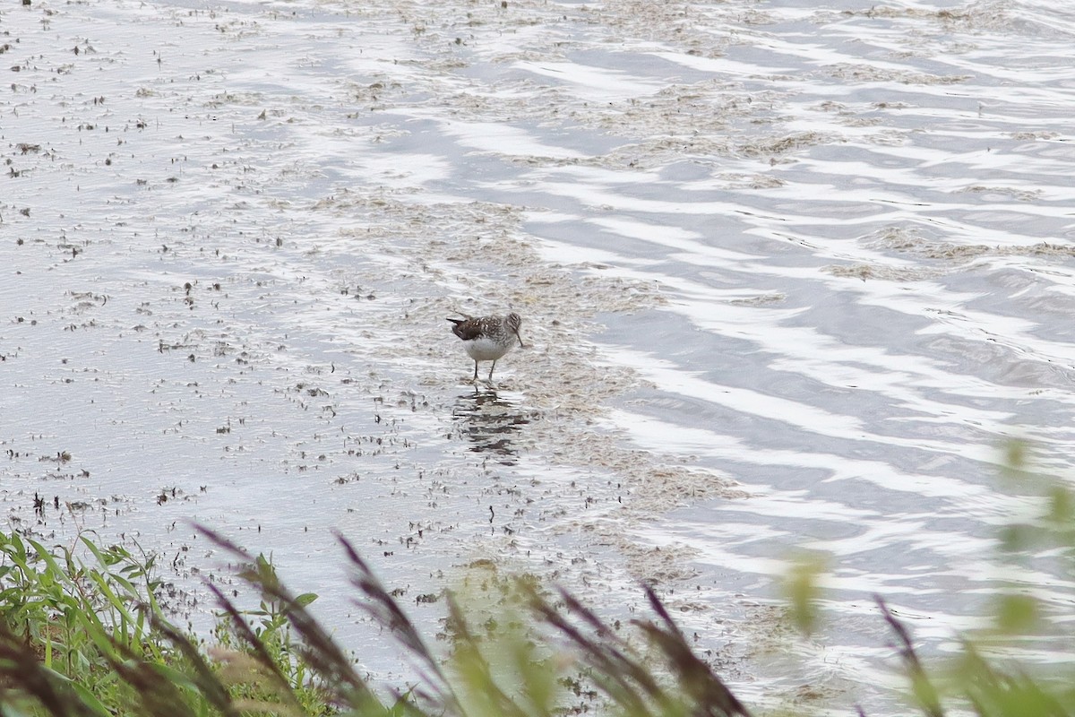 Green Sandpiper - ML638904950