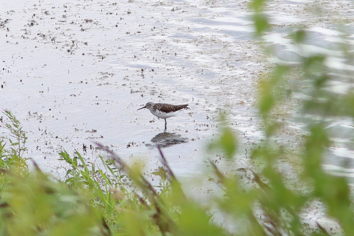 Green Sandpiper - ML638904951