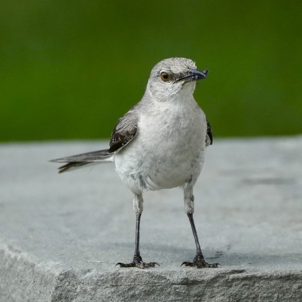 Northern Mockingbird - ML638904954