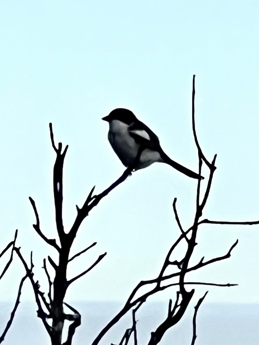 Southern Fiscal (Southern) - ML638905067