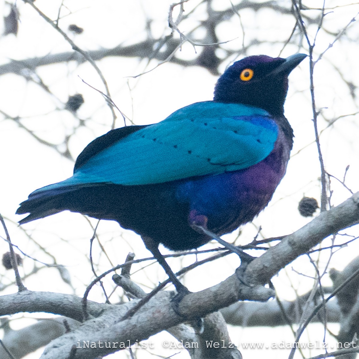 Purple Starling - ML638905113