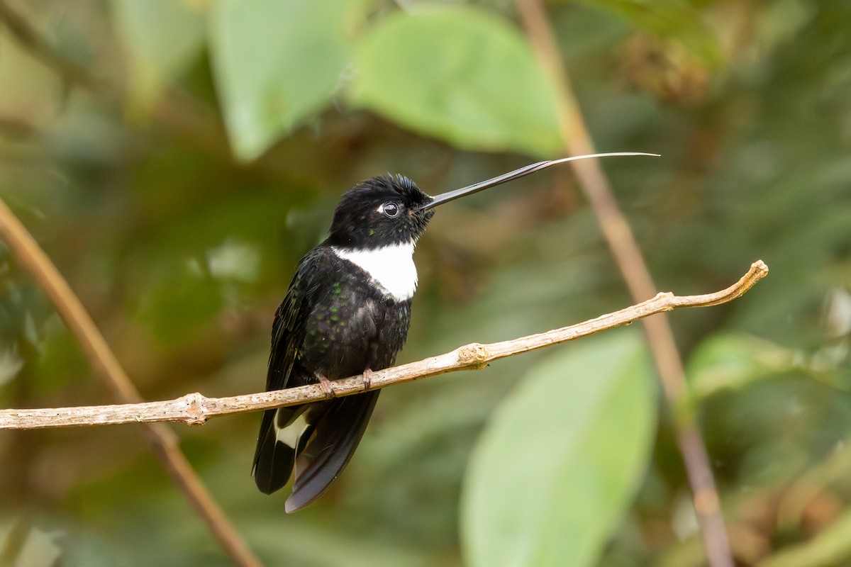 Collared Inca - ML638905133