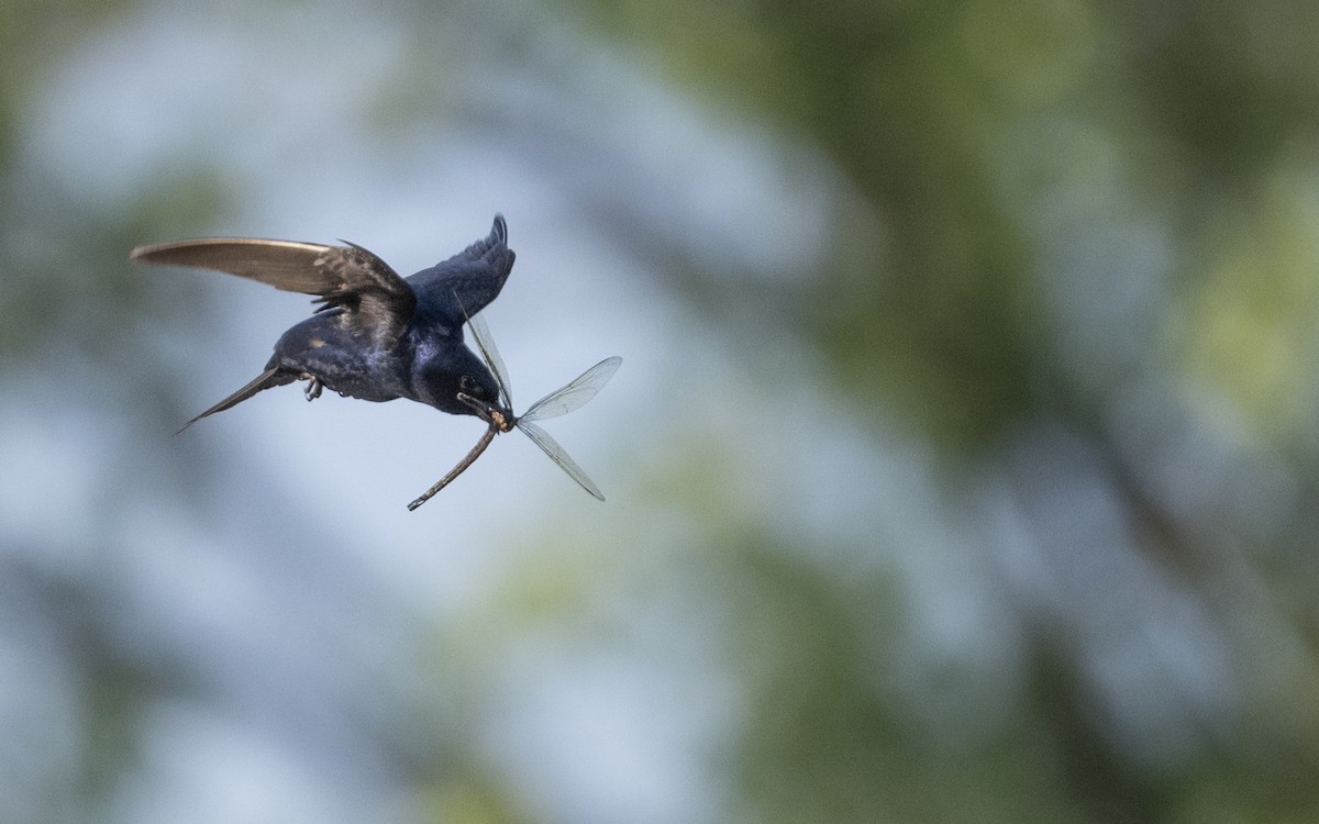 Purple Martin - ML638905181