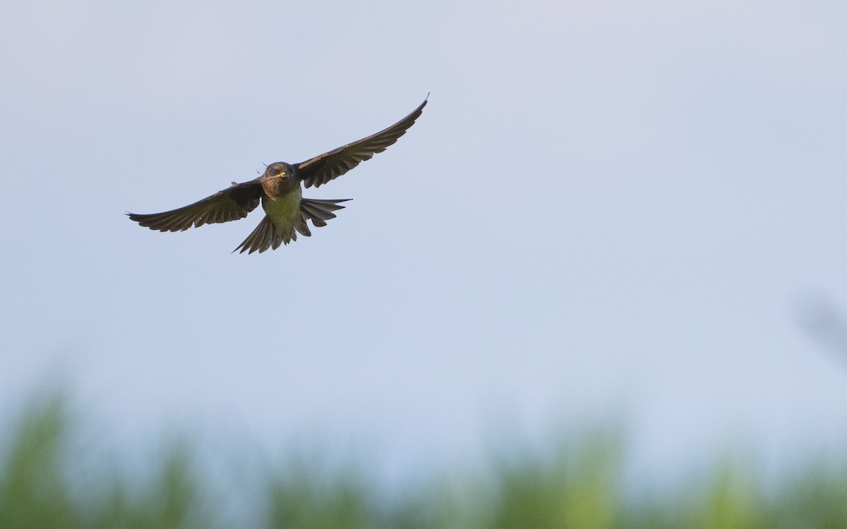 Purple Martin - ML638905183