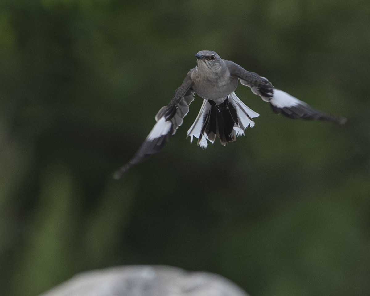 Northern Mockingbird - ML638905198