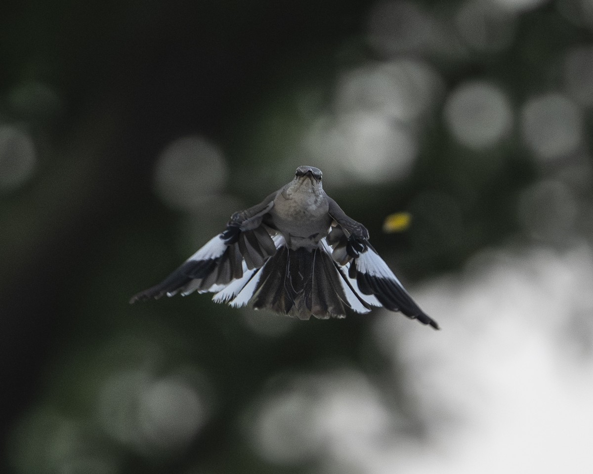 Northern Mockingbird - ML638905199