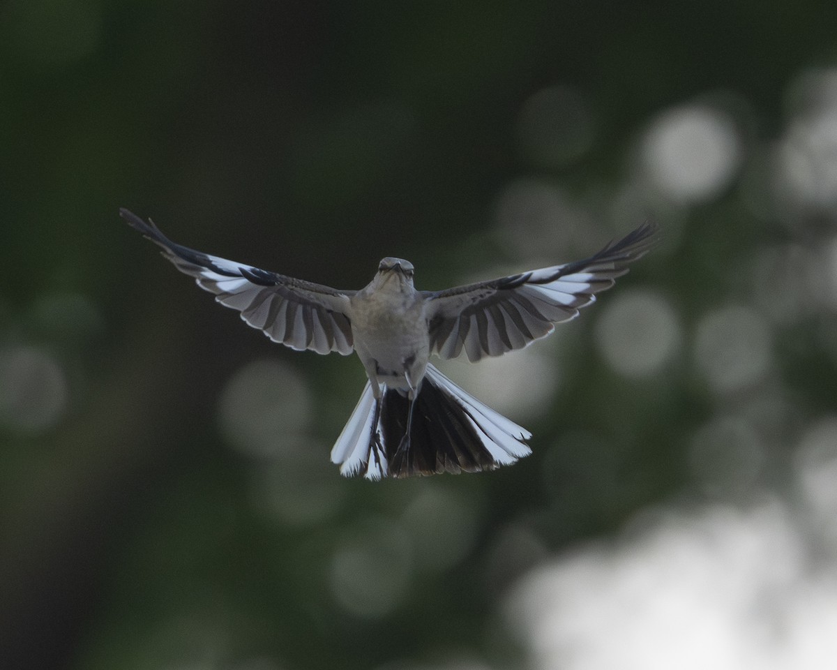 Northern Mockingbird - ML638905200