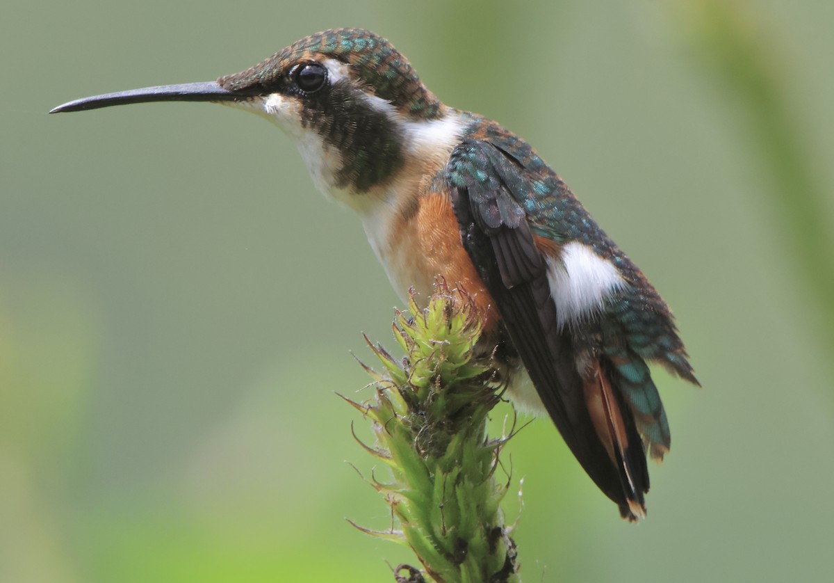 White-bellied Woodstar - ML638905206