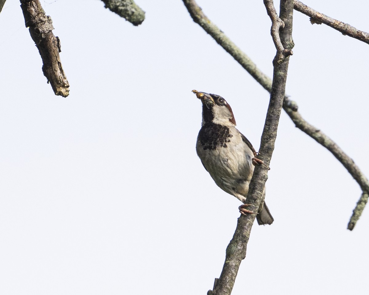 House Sparrow - ML638905211