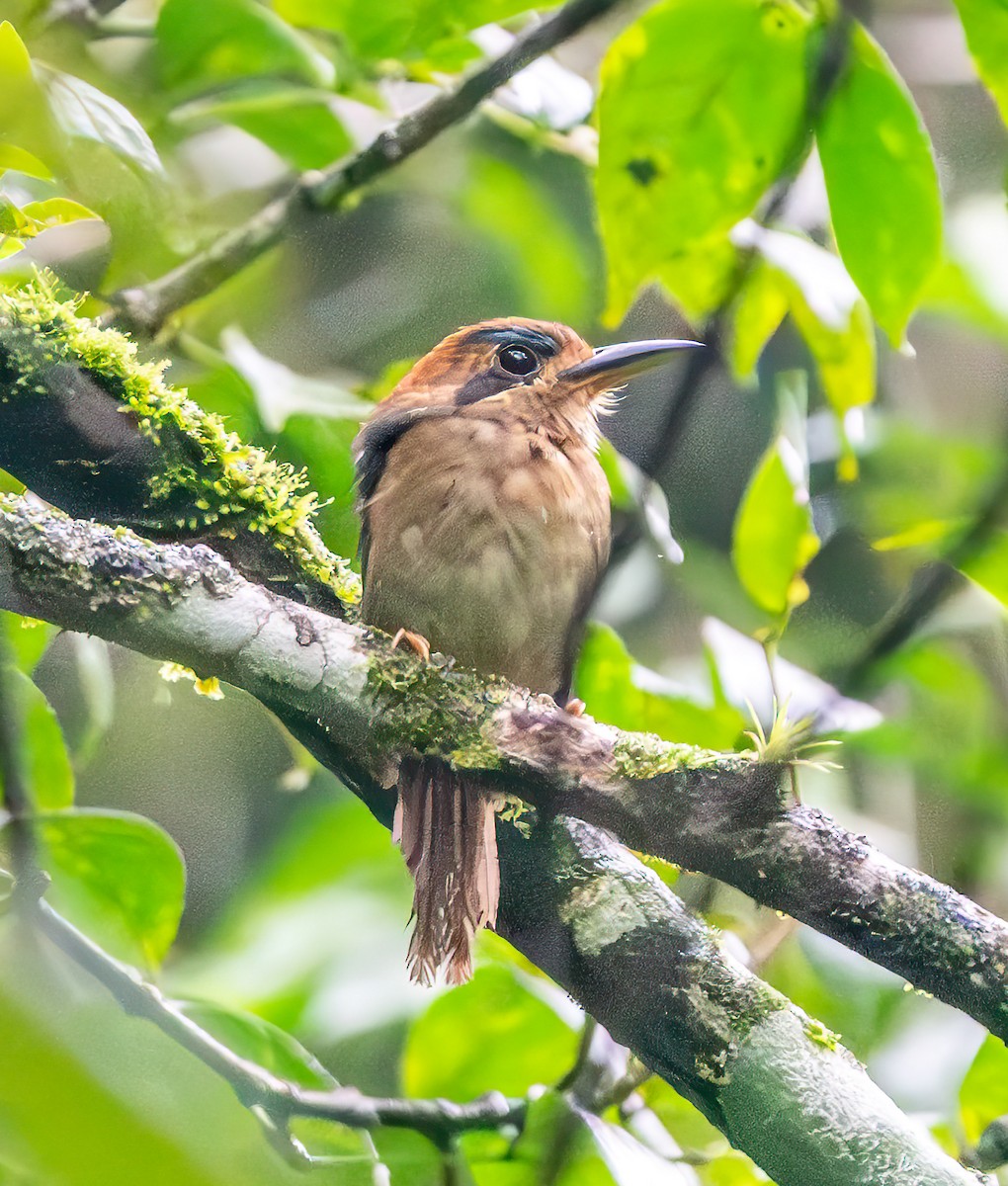 Küçük Motmot - ML638905218