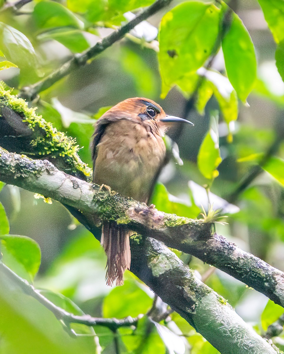 Küçük Motmot - ML638905220