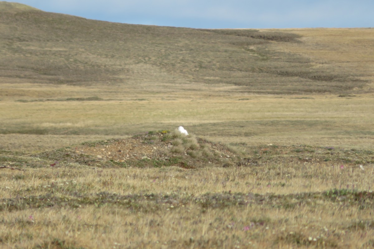 Snowy Owl - ML638905263