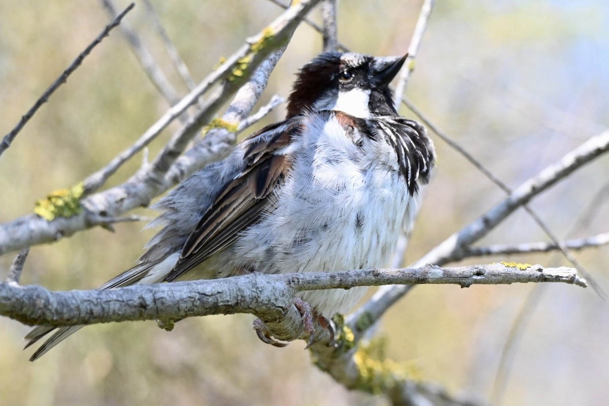 House Sparrow - ML638905266