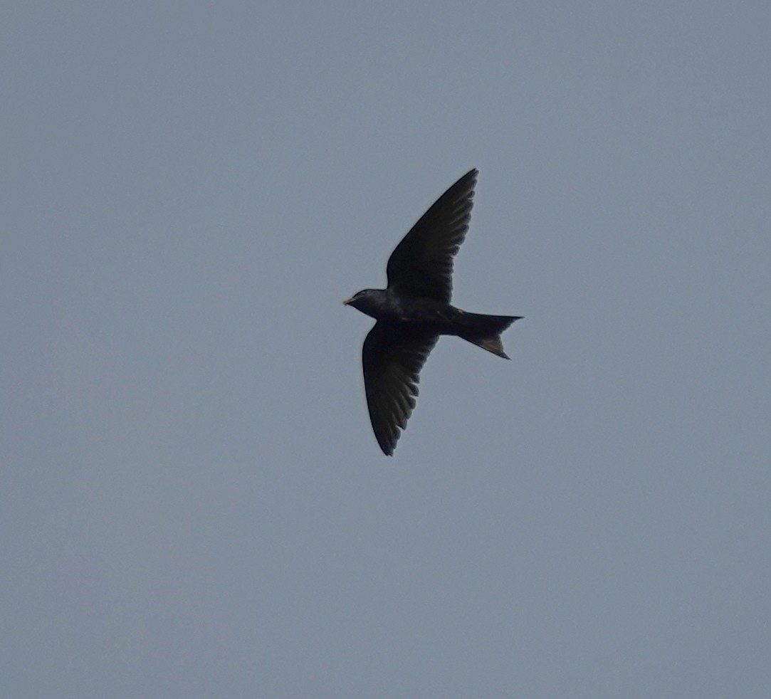 Purple Martin - ML638905269