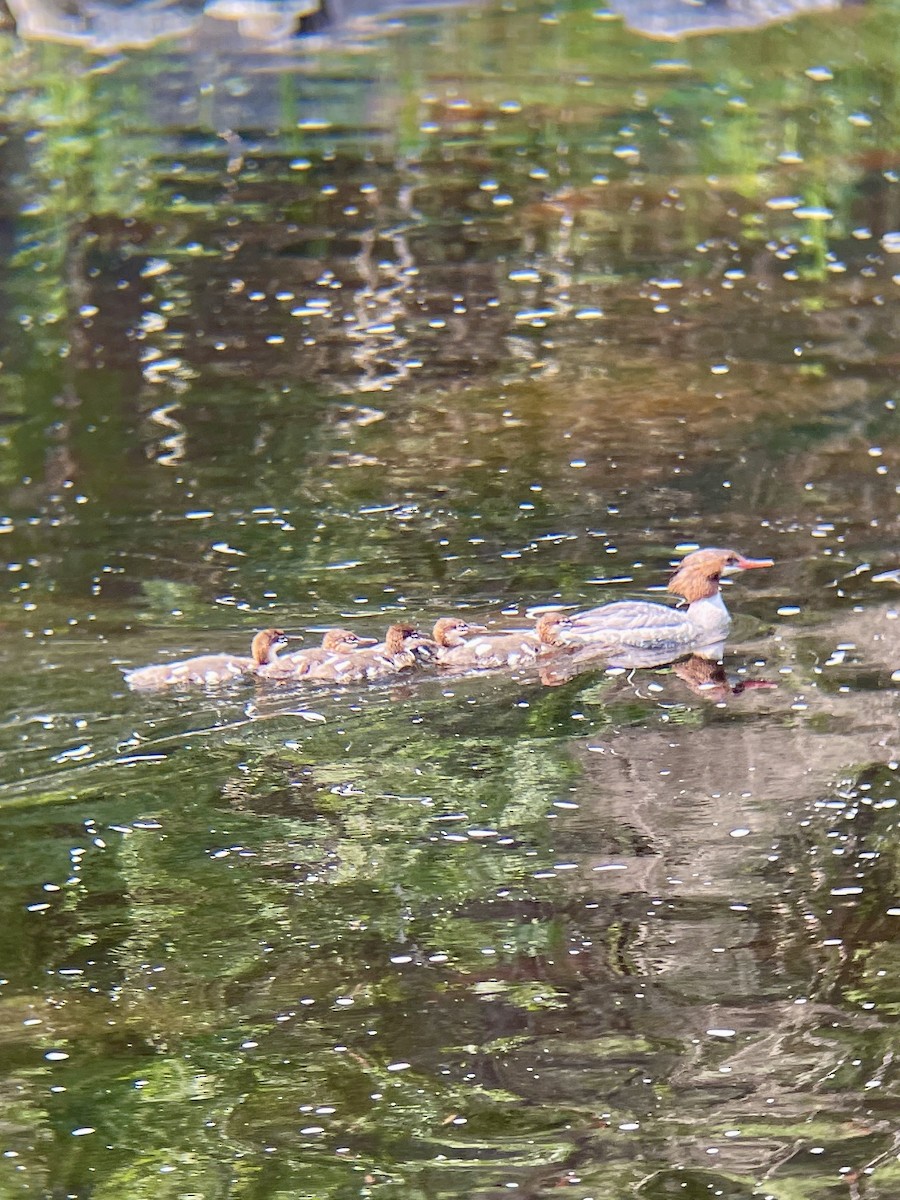 Common Merganser - ML638905271