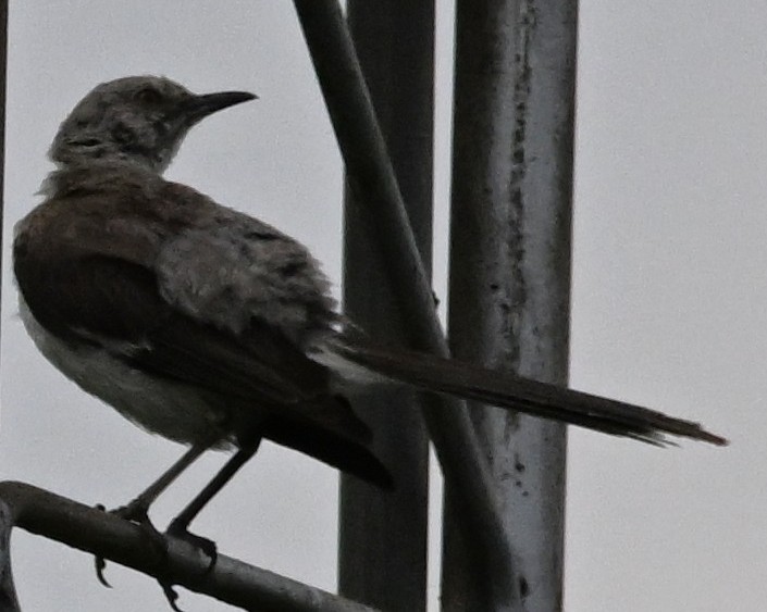 Northern Mockingbird - ML638905301