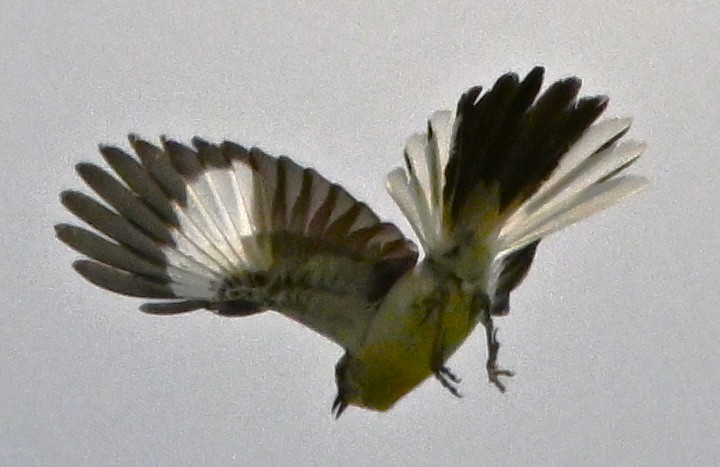 Northern Mockingbird - ML638905302