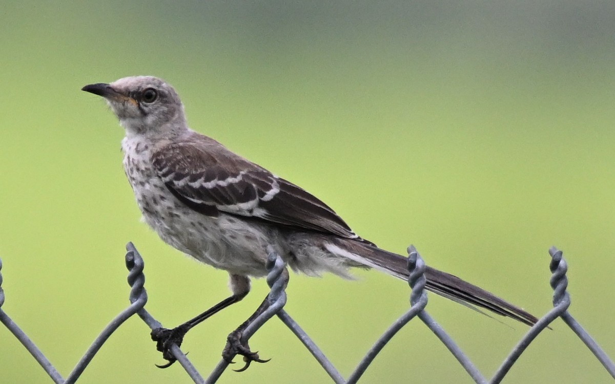 Northern Mockingbird - ML638905303