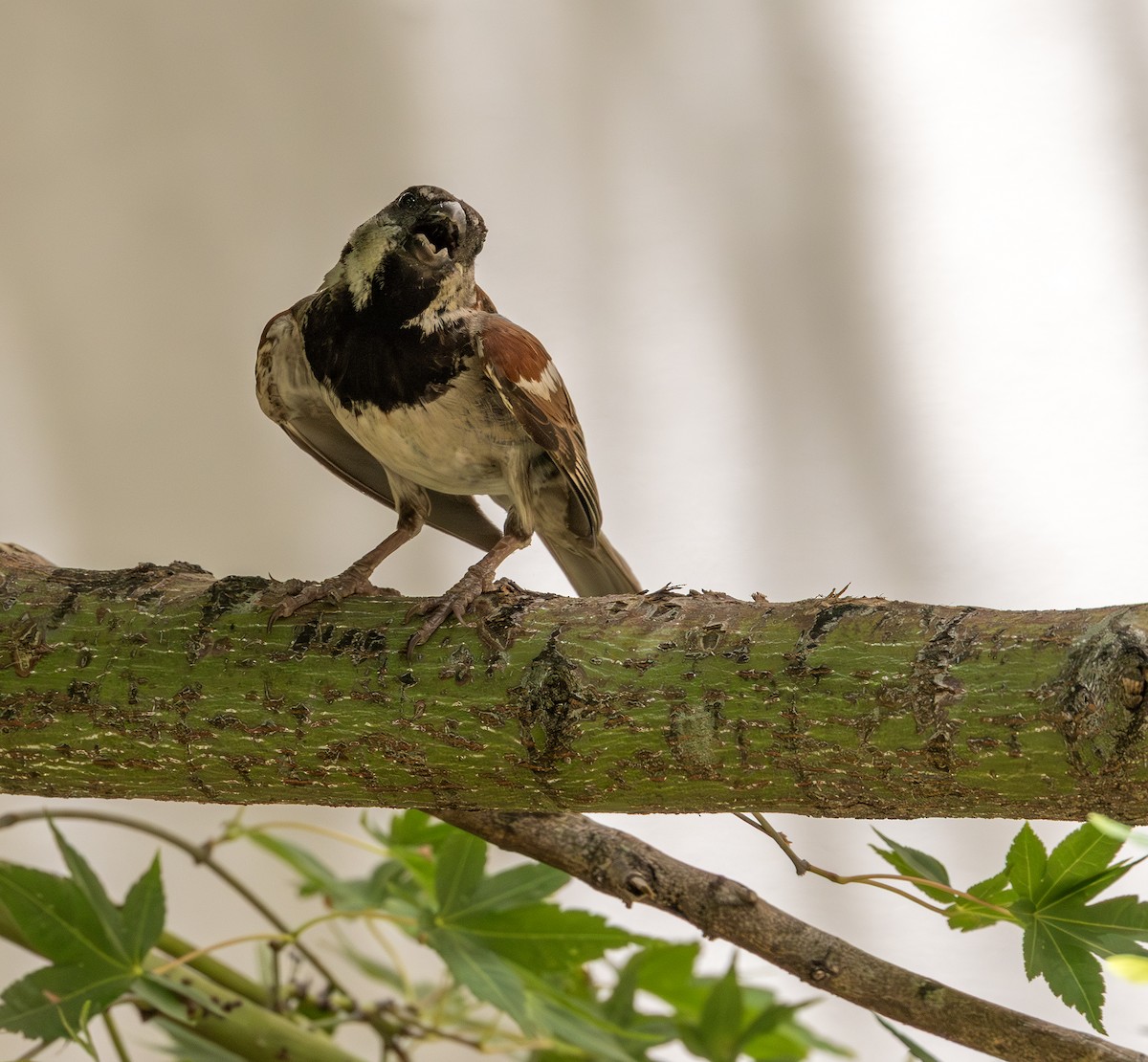 House Sparrow - ML638905307
