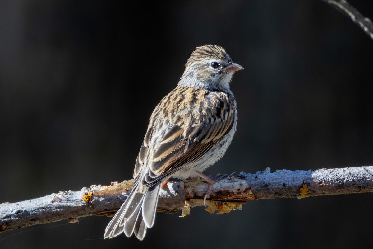 Chipping Sparrow - ML638905309