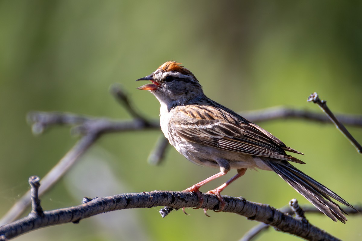 Chipping Sparrow - ML638905310