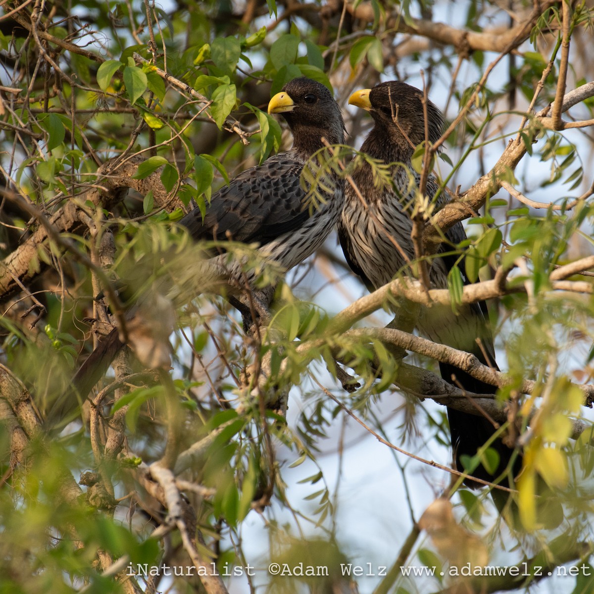 flekkturako - ML638905317