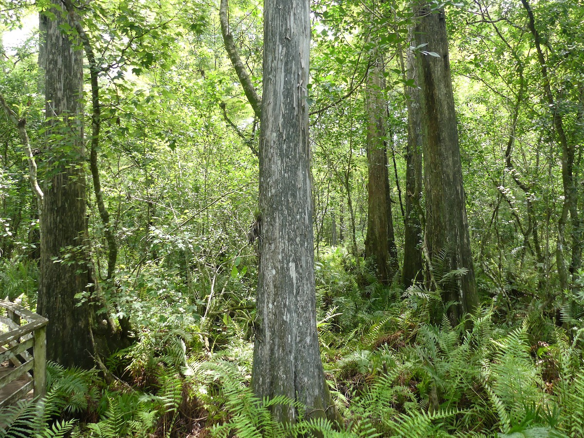 null - ML638905331