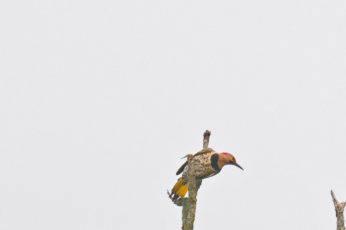 Northern Flicker - ML638905345