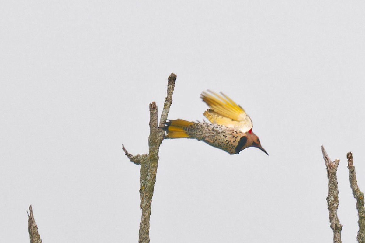 Northern Flicker - ML638905346
