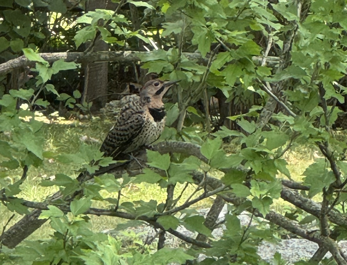 Northern Flicker - ML638905349