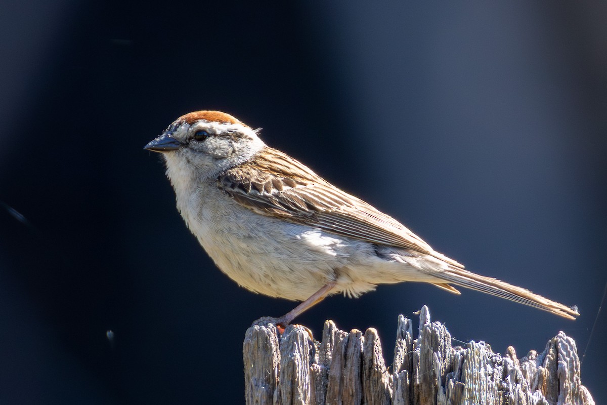 Chipping Sparrow - ML638905352