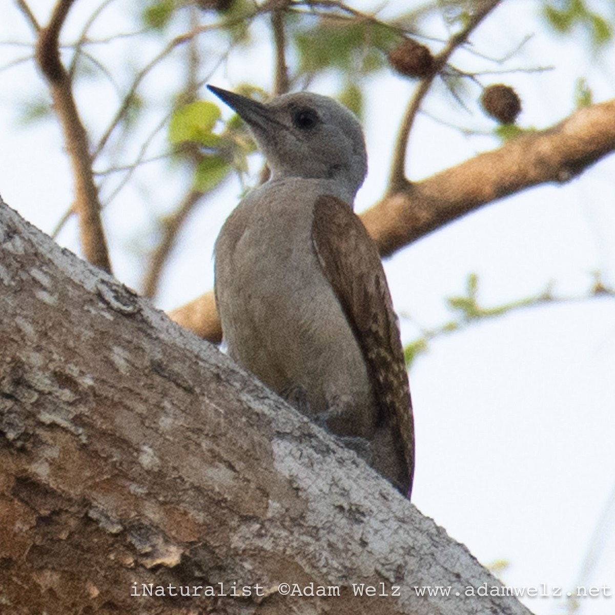 askehodespett - ML638905379