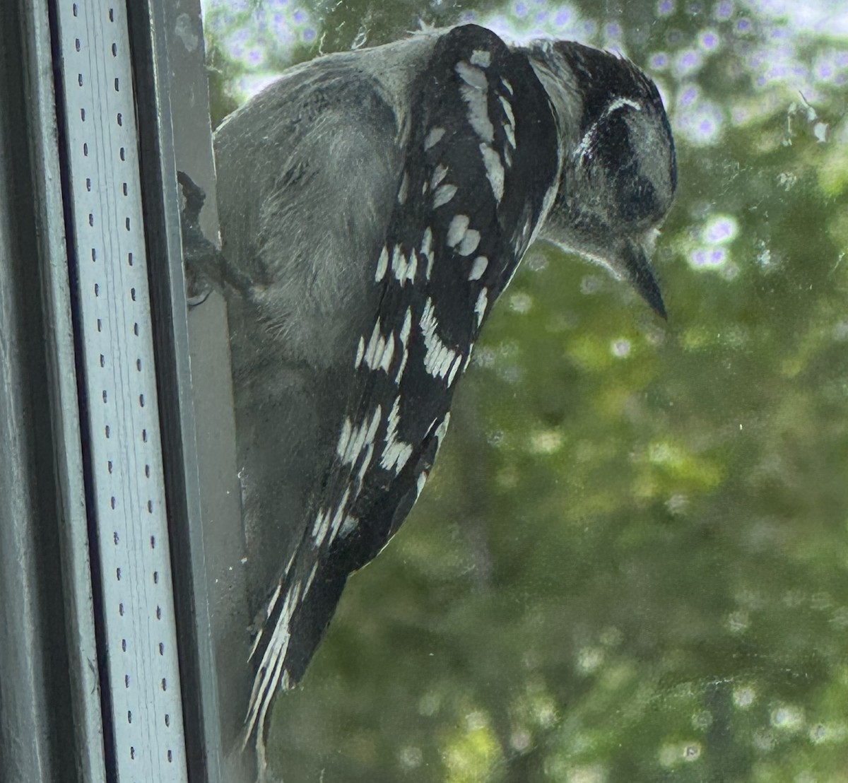 Downy Woodpecker - ML638905385