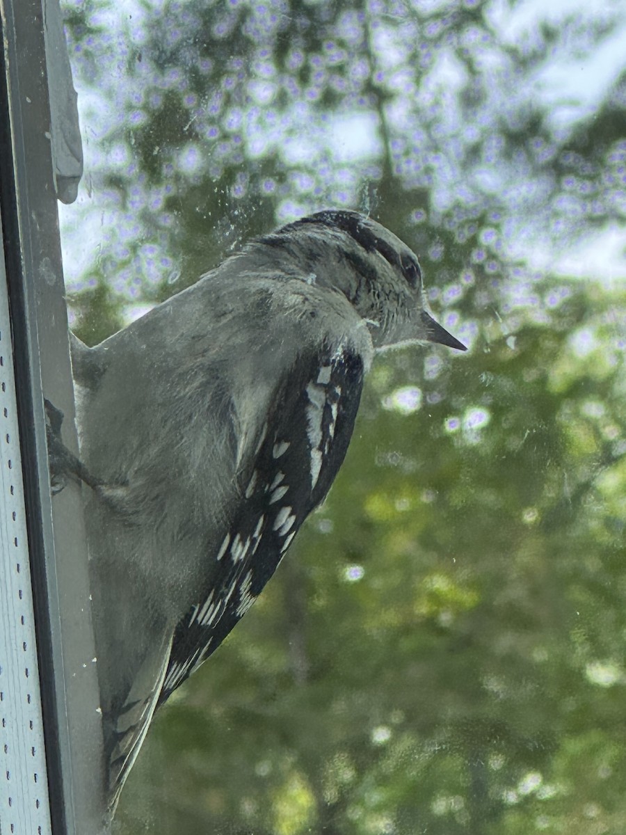Downy Woodpecker - ML638905394