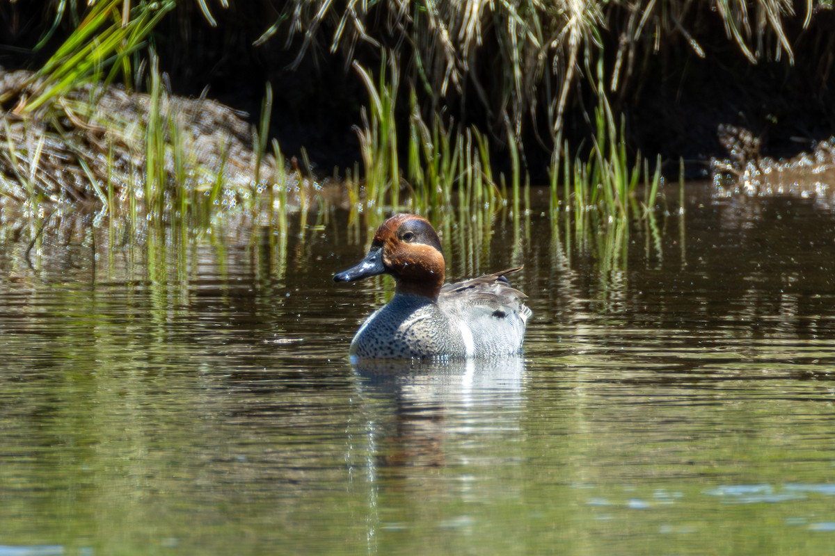 Green-winged Teal (American) - ML638905406