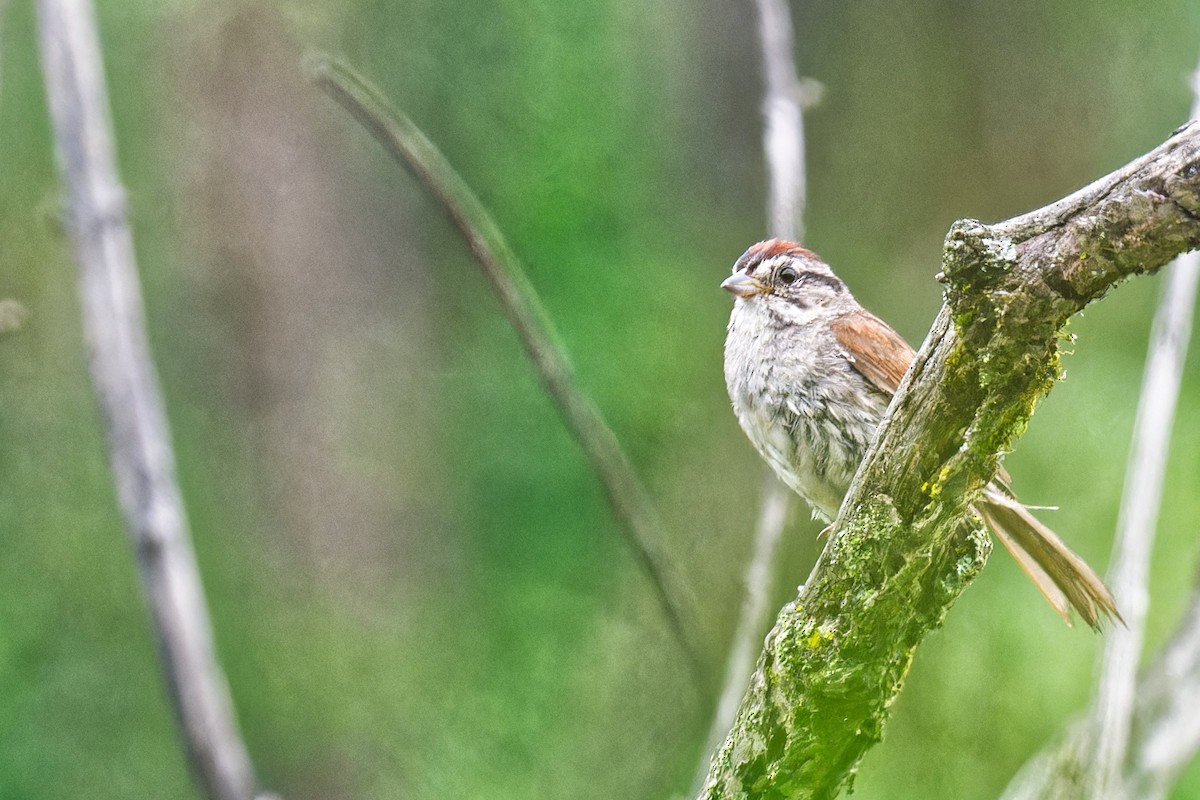 Swamp Sparrow - ML638905446