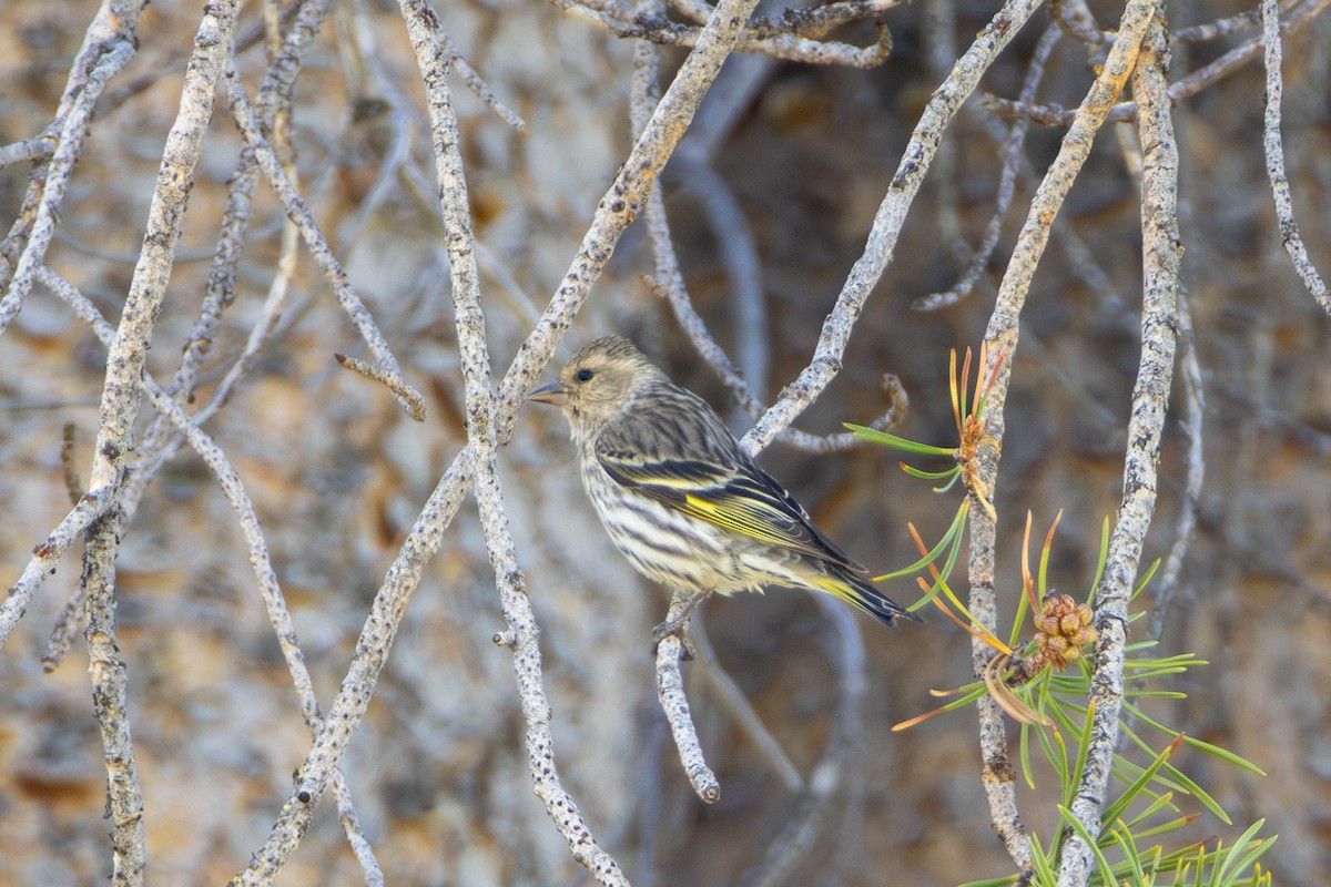 Pine Siskin - ML638905466