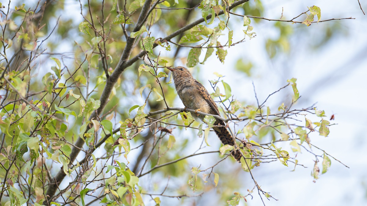Plaintive Cuckoo - ML638905469