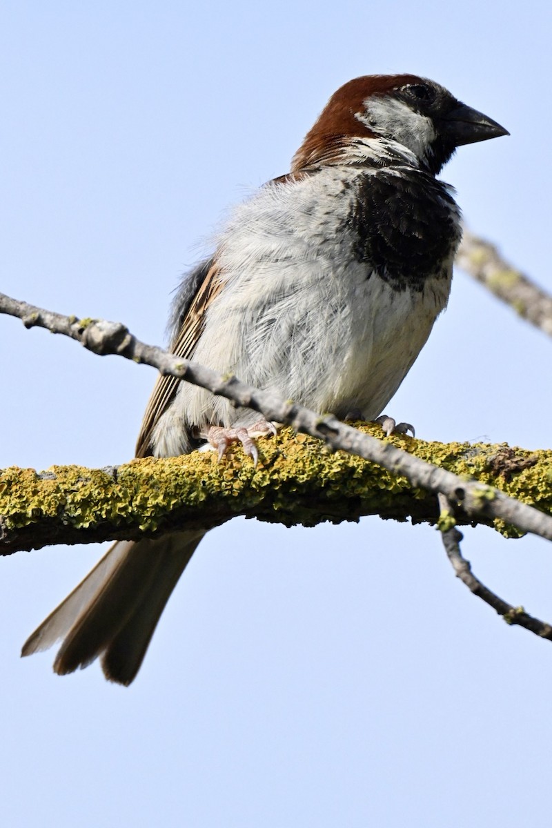 House Sparrow - ML638905547