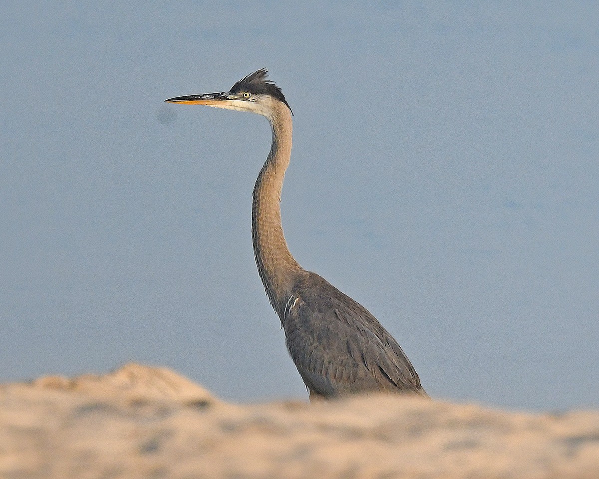 Great Blue Heron (Great Blue) - ML638905570