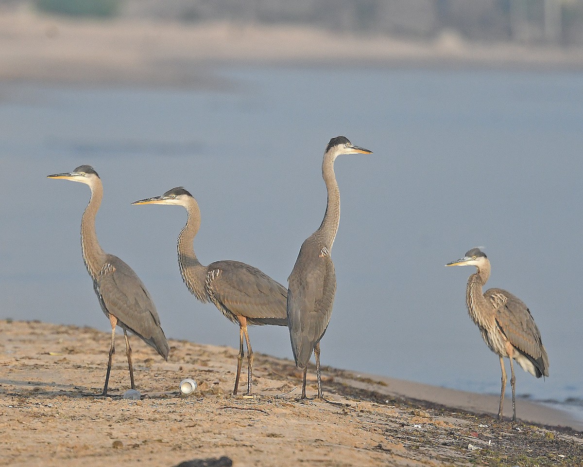Great Blue Heron (Great Blue) - ML638905574