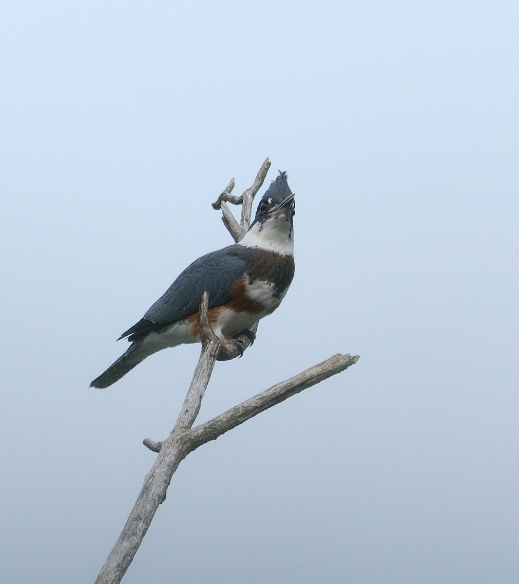 Belted Kingfisher - ML638905581