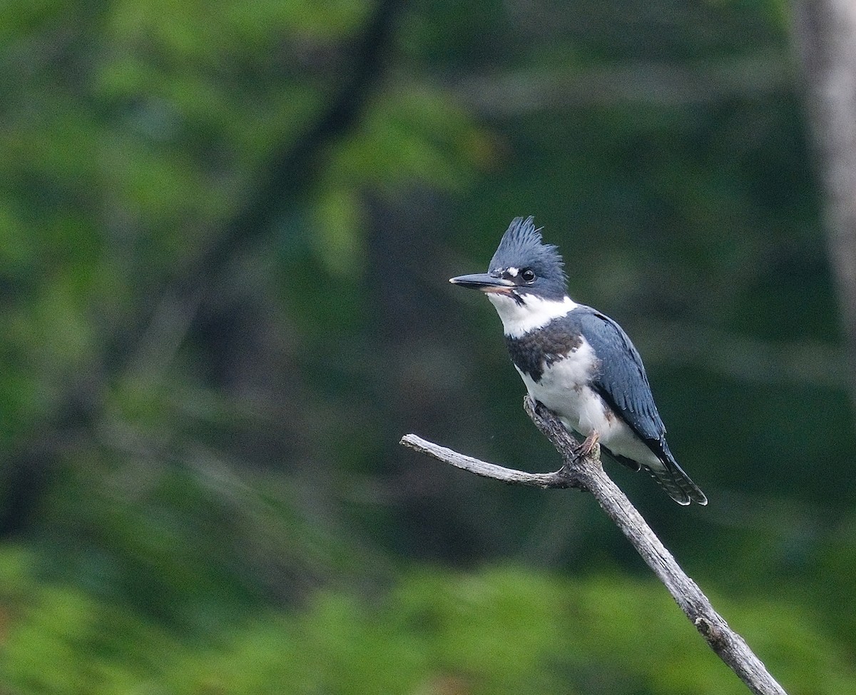 Belted Kingfisher - ML638905582
